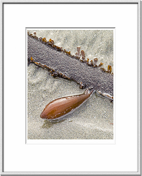 Image ID: 100-152-5 : Seaweed Sac 